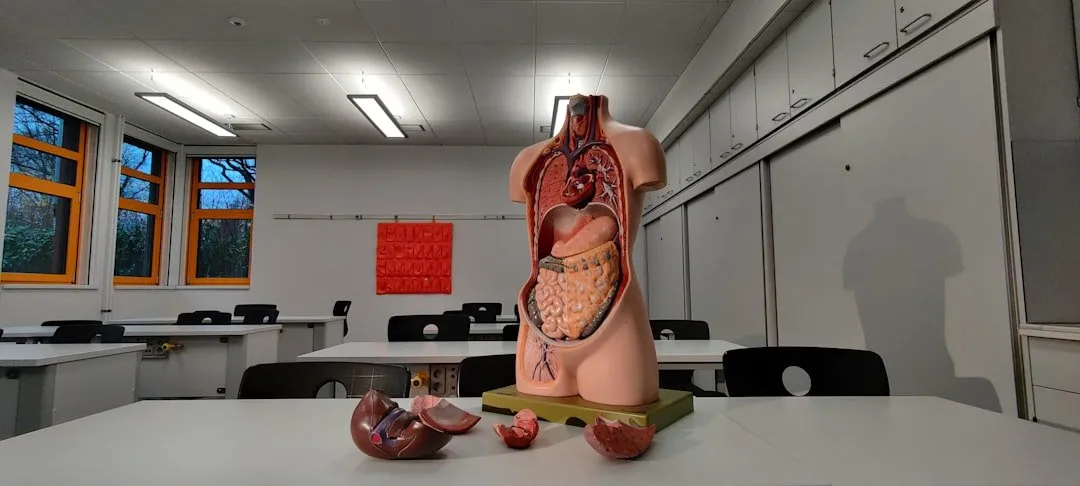 Photo stress impact on internal organs