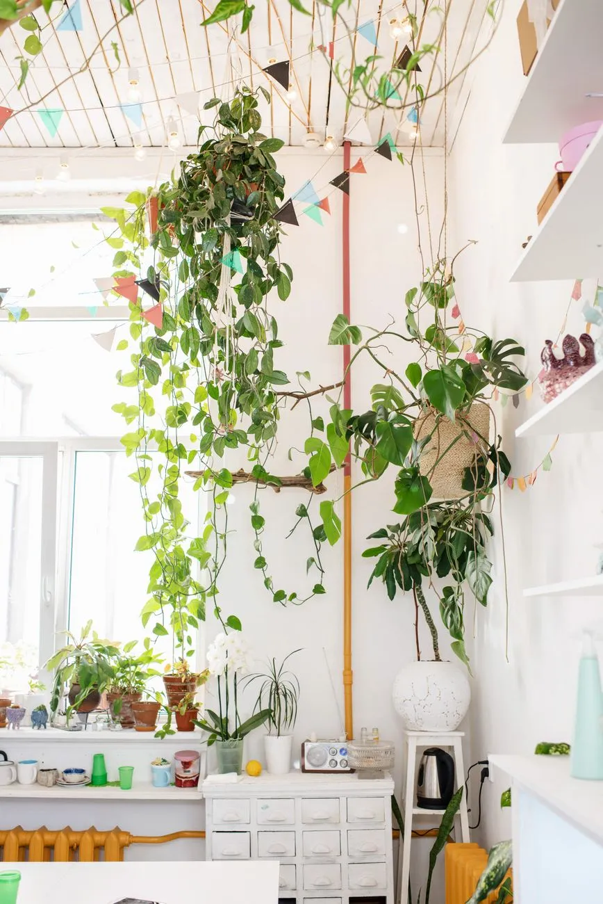 Plantele de apartament si beneficiile lor asupra starii de spirit — Clinica Online