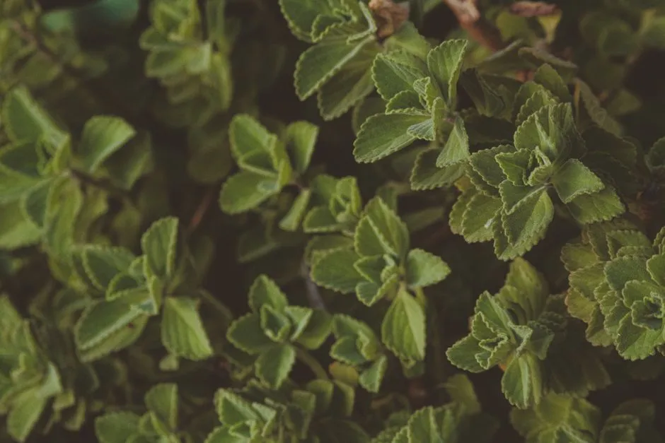 Fitoterapia: plantele medicinale folosite traditional — Clinica Online