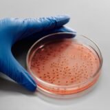 Placă Petri cu culturi bacteriene într-un laborator de microbiologie, folosită pentru testarea antibioticelor
